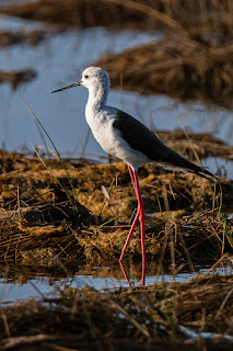 Wildlifefotografie Neretva Delta Stelzenläufer Olaf Kerber