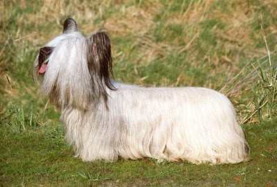 Silky Terrier