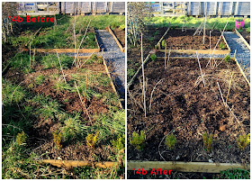 Asparagus beds - growourown.blogspot.com ~ an allotment