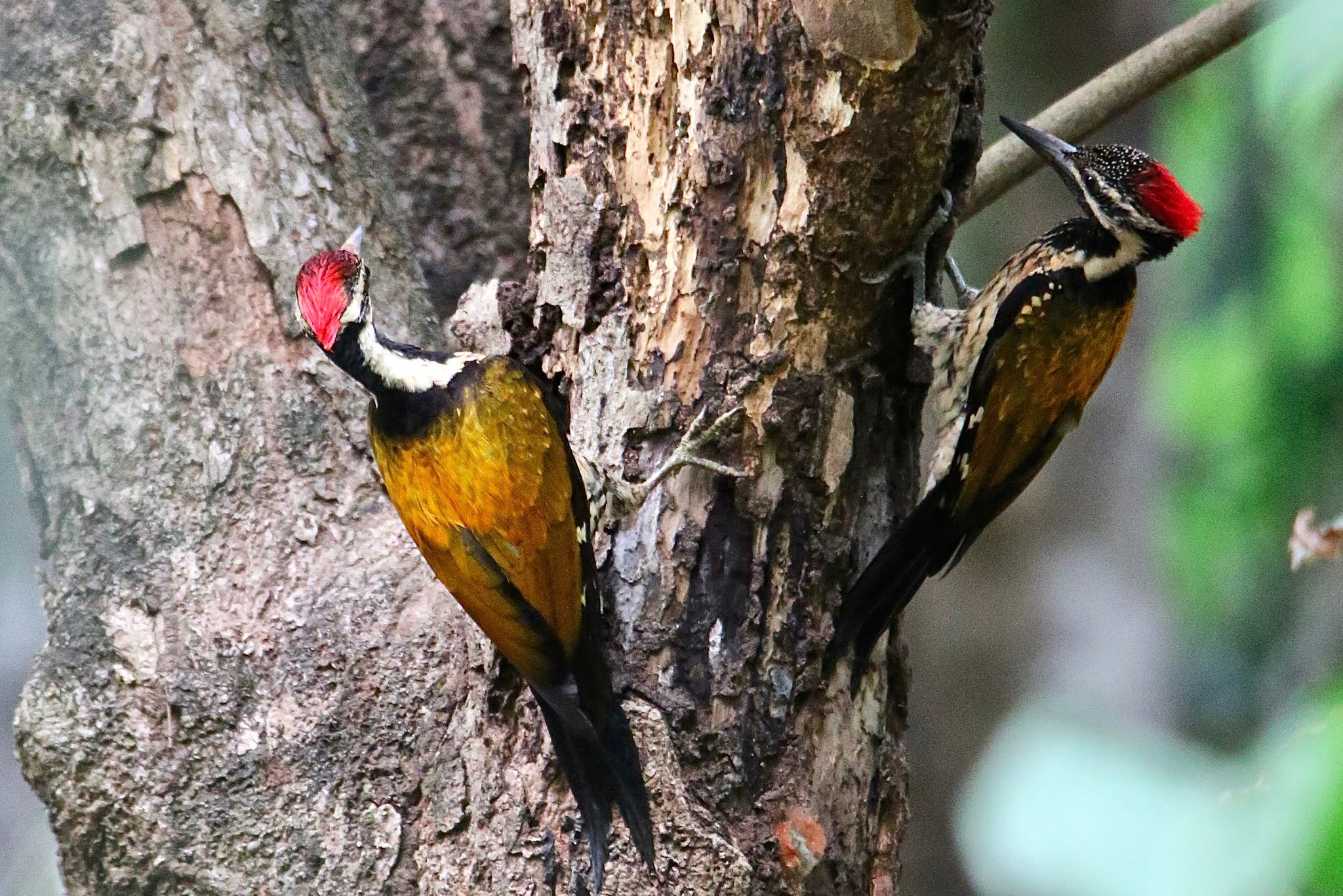 Black-rumped Flameback woodpecker bird high resolution free