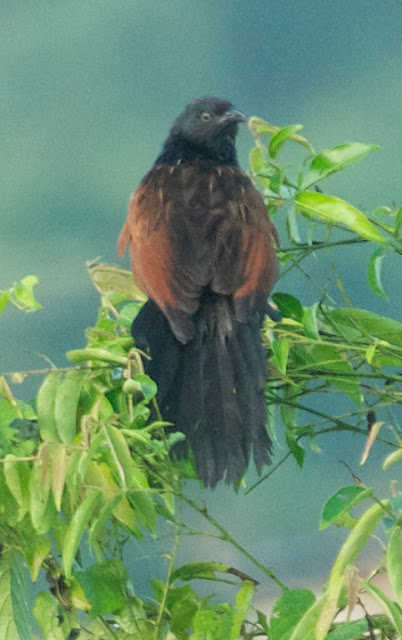 Lesser Coucal (Centropus bengalensis)