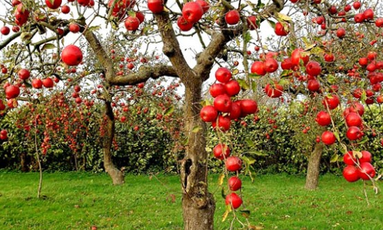 Fakta Mengenai Buah Khuldi Yang Membuat Nabi Adam Diturunkan Ke Bumi Fakta Mengenai Buah Khuldi Yang Membuat Nabi Adam Diturunkan Ke Bumi