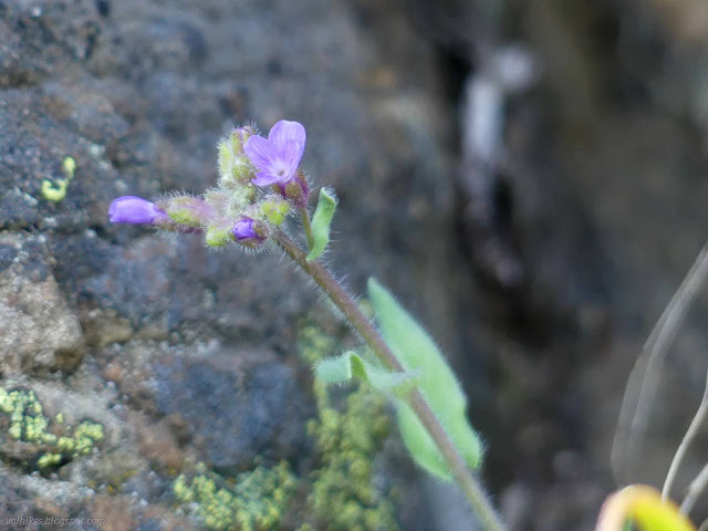 15: tiny purple flower