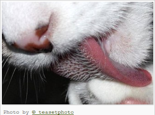 kenapa lidah kucing kasar