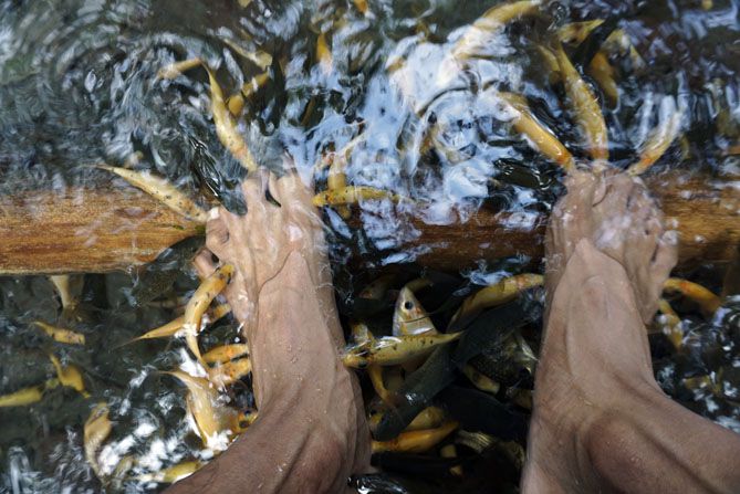Terapi ikan di Belik Sri Kuning Kalasan