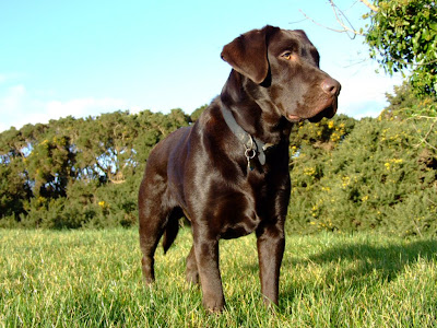 brown Labrador Retriever