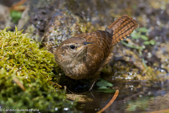 CHOCHIN COMUN - Troglodytes Troglodytes