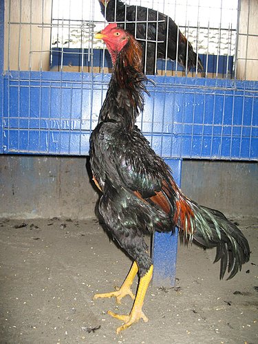 Mengenal Ayam Shamo Taiwan - Ayam Laga (Artikel lengkap 