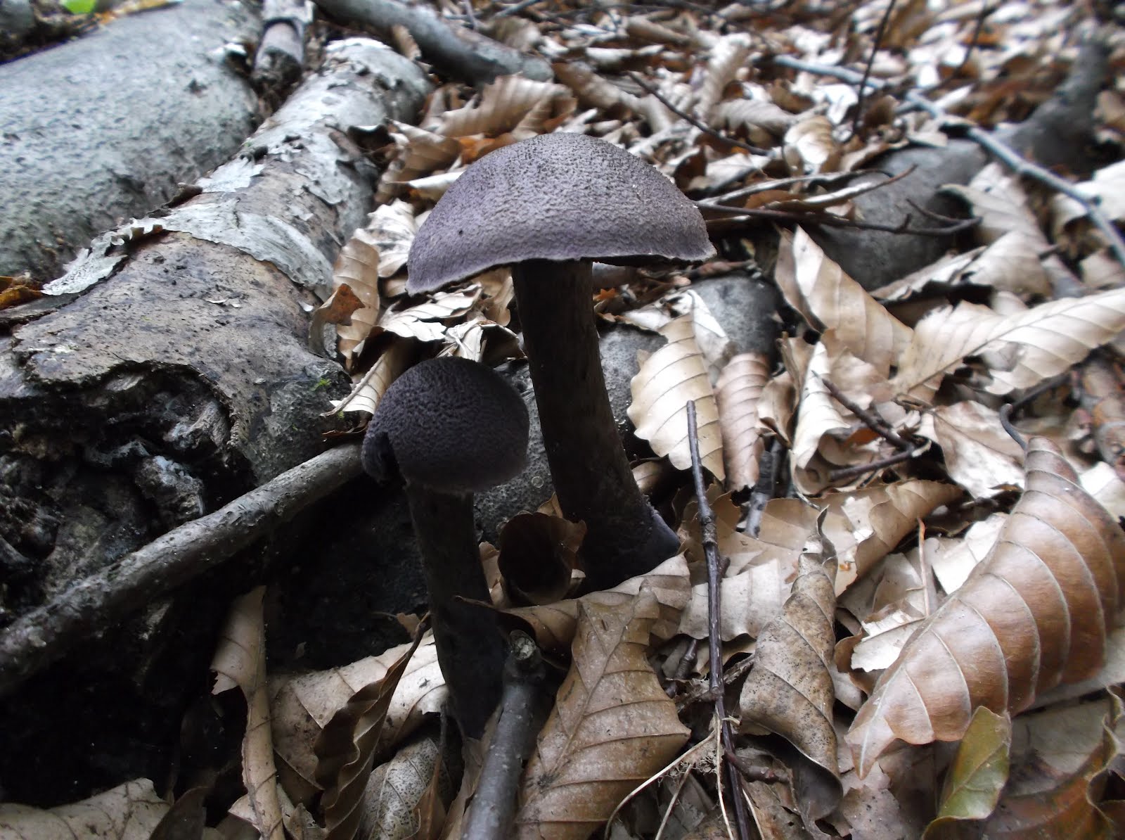 Hiroyuki S Blog On Japanese Cooking Mushroom Hunting Again Today 今日もキノコ狩り