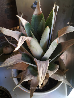 Début de reprise d'une tête d'ananas dans un pot de terre.