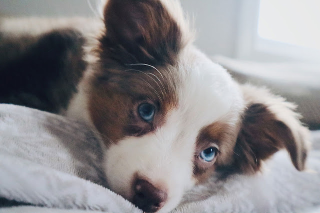 A brown and white puppy with blue eyes looks soulfully at the camera