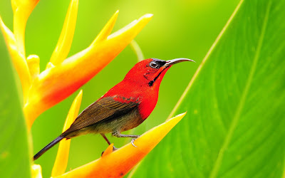 Lovely Red Bird Wallpaper