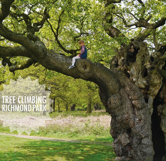 Tree climbing in Richmond Park, London by Alexis at www.somethingimade.co.uk