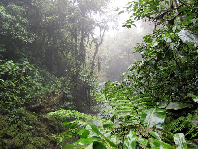 cloud forest costa rica