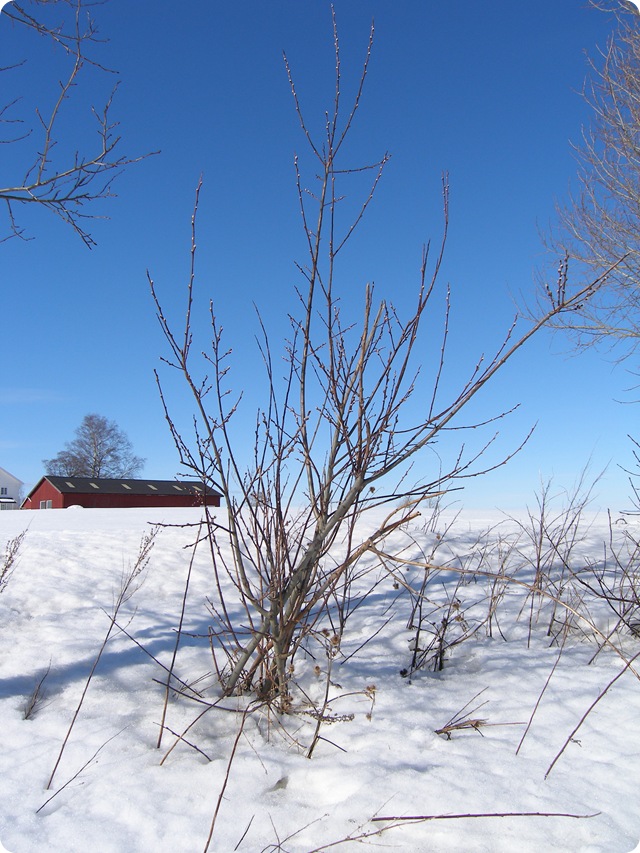 Mars2009 245