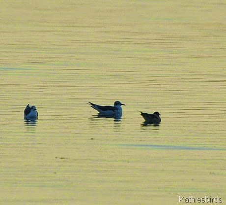 7. gulls-kab