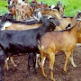 Kambing Primadona Masyarakat 