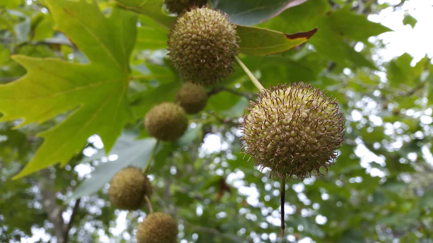 Arbol plátanus x acerifolia hojas