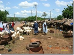 MD FOU 004 (bamako-goat-market)