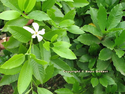 Gardenia resinifera