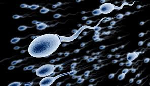 Benarkah Sperma Bisa Membuat Awet Muda