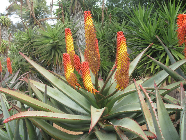 Botanicactus Botanischer Garten Mallorca