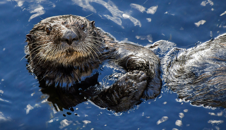 How Long Can Otters Hold Their Breath?