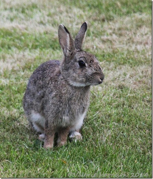 4 rabbit (2)
