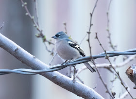 African Chaffinch - Atlas Mountains, Morocco