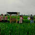 Seorang Wanita Meninggal Dunia di Gubug  Saat Petani Cek Sawah Menjelang Panen.