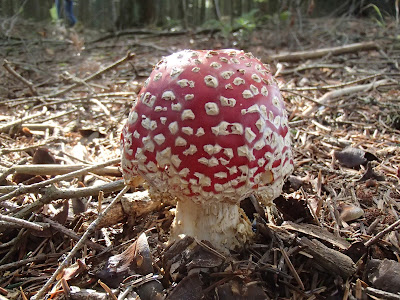 Muchomor czerwony, Amanita muscaria