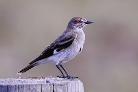 pampas tyrant birds