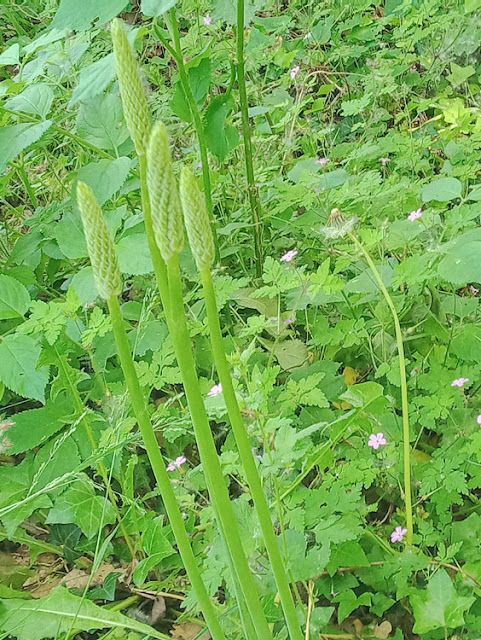 Spiked Star of Bethlehem Ornithogalum pyrenaicum, Indre et Loire, France. Photo by Loire Valley Time Travel.