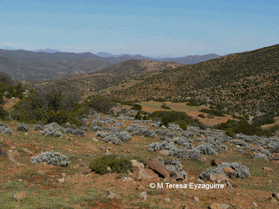 arbustos del monte argentino