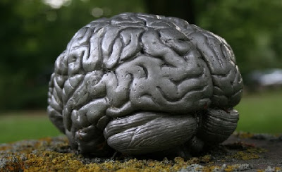 Cociente intelectual - Cerebro