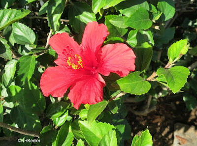 Hibiscus