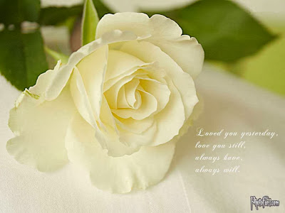 Backgrounds white roses wallpaper