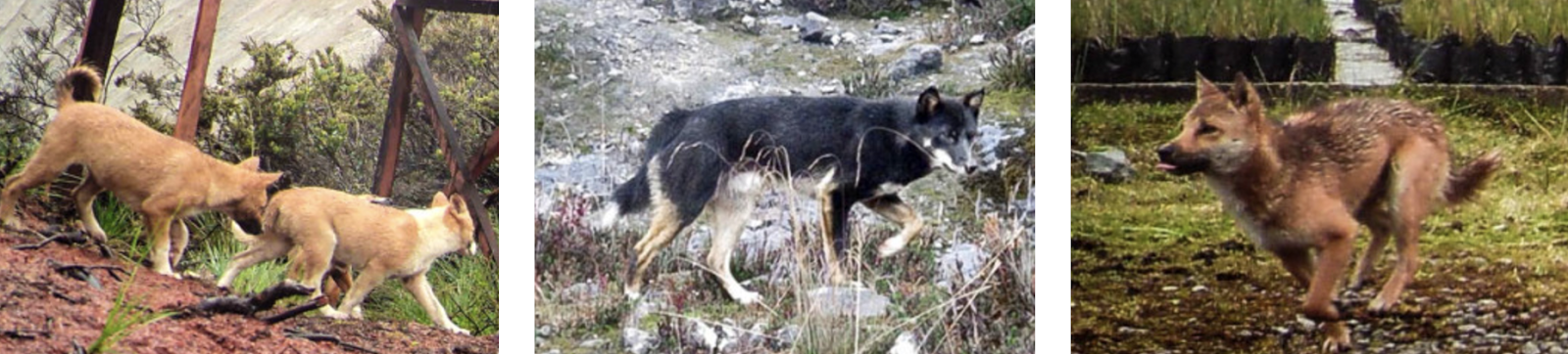 The World's Rarest and Most Ancient Dog Has Just Been Re-Discovered in the Wild