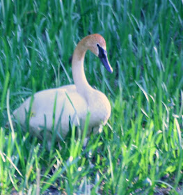 The nesting swan @ Hendrie Park, RBG, Burlington, ON :: All Pretty Things