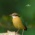 ஆறுமணிக்குருவி [Indian Pitta]