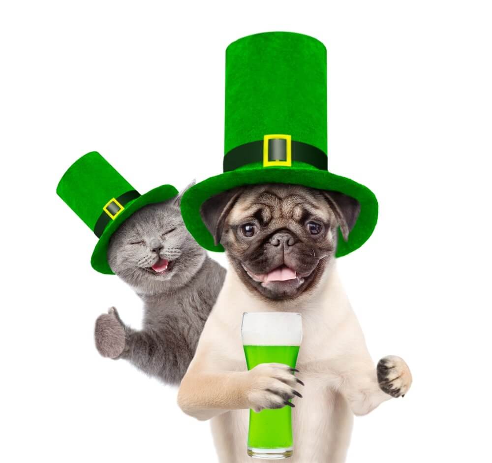 Funny St Patricks Day Pictures