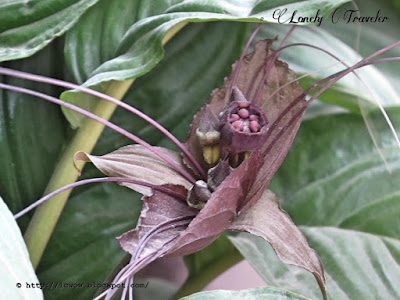 Black bat flower - Tacca chantrieri