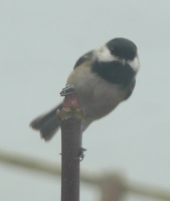 chickadee