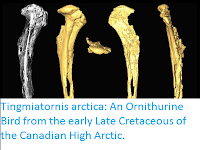 http://sciencythoughts.blogspot.co.uk/2017/01/tingmiatornis-arctica-ornithurine-bird.html