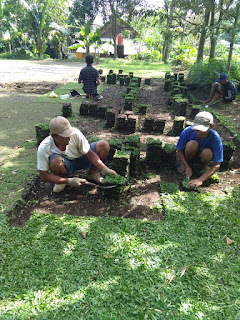  Rumput gajah mini untuk konsumen di rejoso kota batu malang April Tahun 2024