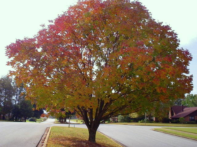 Autumn Ash