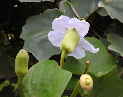 大鄧伯花的花