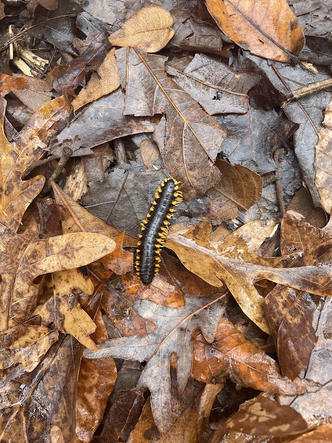 Some kind of black centipede with bright yellow legs sitting on top of a pile of brown leaves.