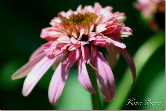 RazzMatazz_Echinacea