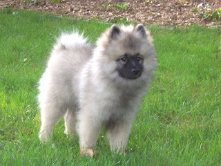 Keeshond Puppies Picture